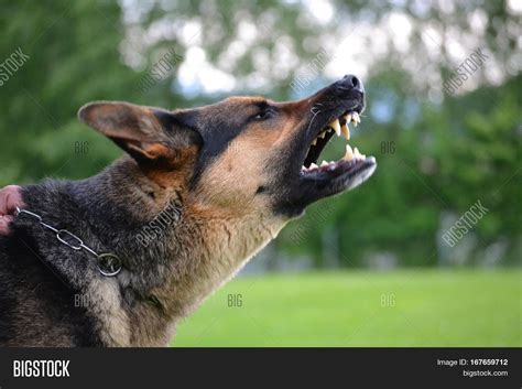 Snarling Dog Profile