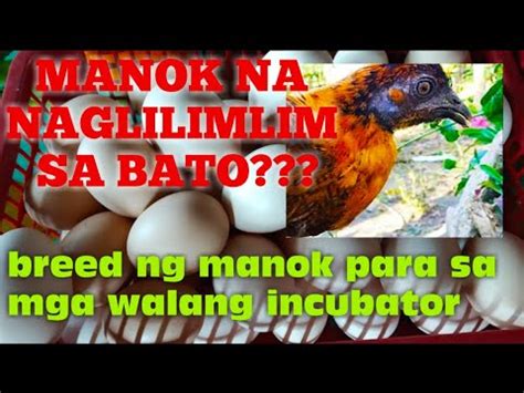 NAG UMPISA KAMI NA WALANG INCUBATOR PAANO PARAMIHIN ANG MANOK KAHIT