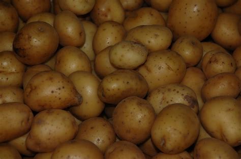 Golden Pee Wee Potatoes Are In The House Omg Buttery Tasting That