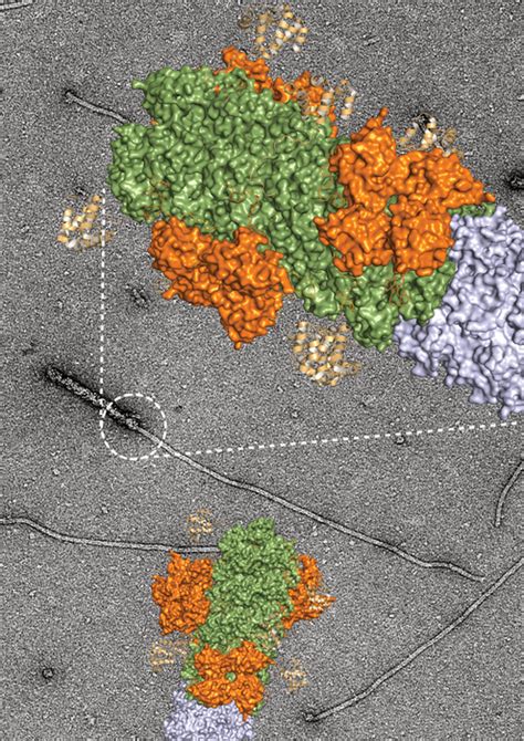 Electron Micrograph Image Eurekalert Science News Releases