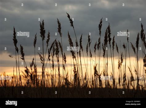 Ecosystem marsh hi-res stock photography and images - Alamy