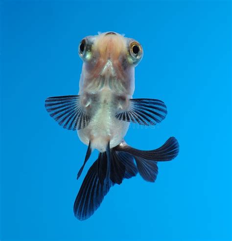 Fancy Goldfish On Blue Background Stock Photo Image Of Goldfish