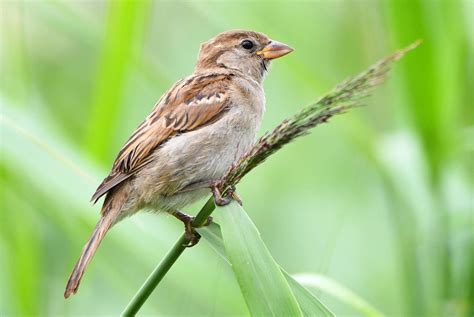 Nabu Laupheim ruft zur Vogelzählung auf