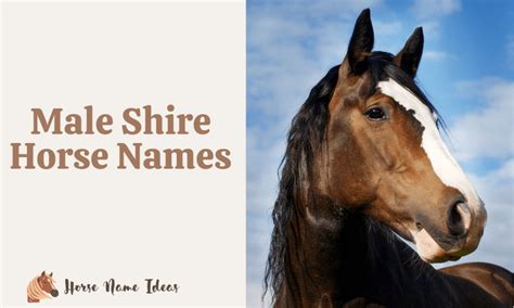 250 Male Shire Horse Names (With Meanings) - HorseNameIdeas.com