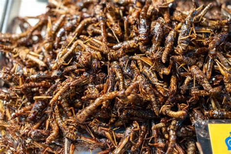 Thai Food At The Market Fried Insects Cockroaches Grasshoppers Caterpillars Scorpions An