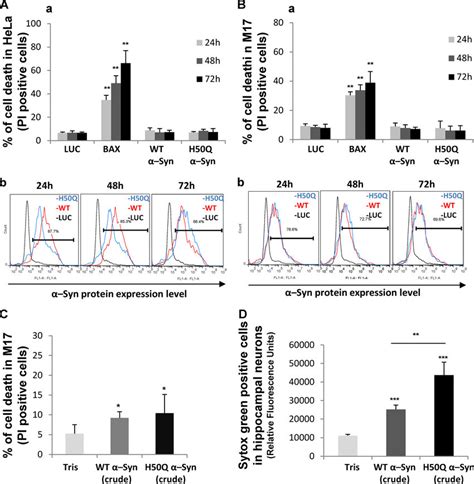 The H Q Mutation Exacerbates Neuronal Toxicity Of Extracellular Syn A