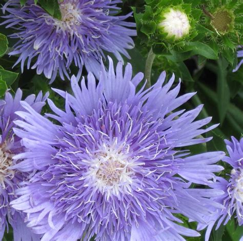 Stokesia Laevis Stokes Aster Yellow House Heritage Perennials