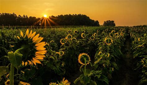 1920x1119 free wallpaper and screensavers for sunflower | Earth ...