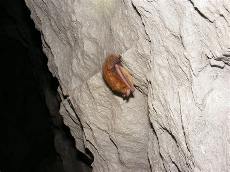 Itsy Bitsy Spiders: Counting Bats in Caves!