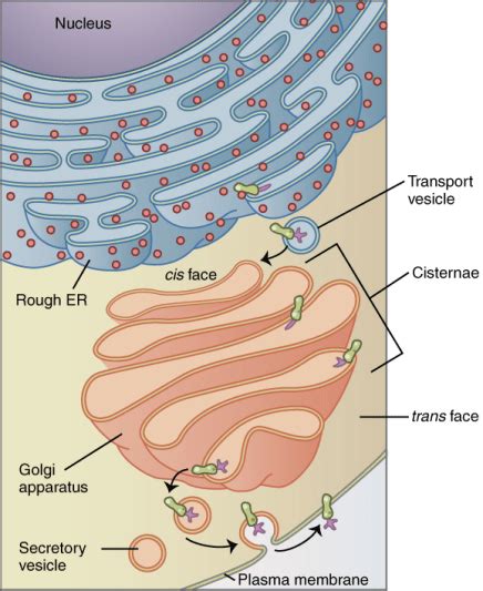 Difference Between Cis And Trans Face Of Golgi Apparatus Compare The