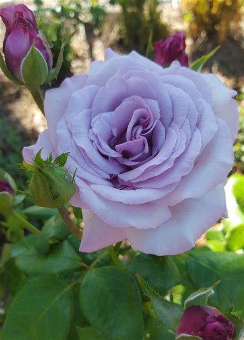 Neptune Hybrid Tea Rose