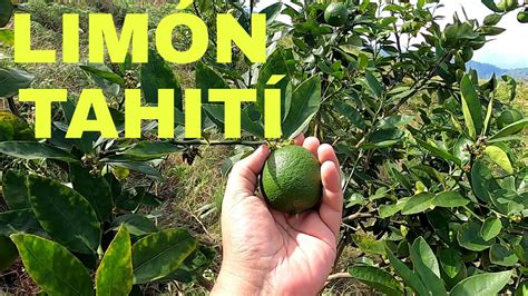 Limon Tahiti Youtube