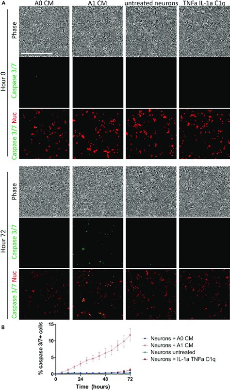 Neurotoxicity Assay A Representative Fields Of Neurons Undergoing