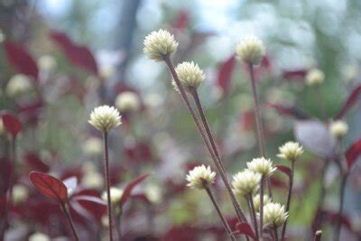 White Gomphrena Dentata Ruby Alternanthera Dentata Moench Wall