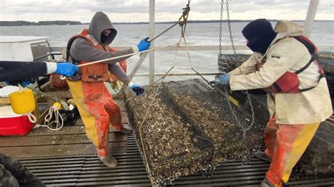 How Ward Oyster Company Harvests 35 Million Oysters Each Year