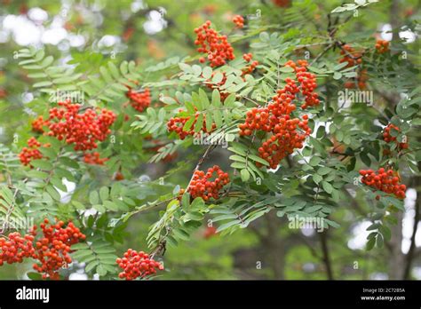 Sorbus aucuparia berries Stock Photo - Alamy