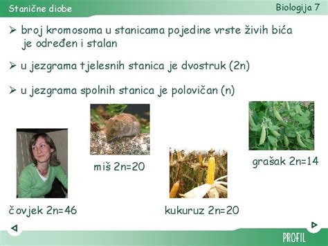 Biologija 7 Stanine Diobe Stanine Diobe Stanine Diobe