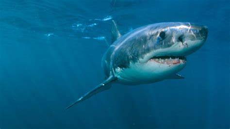 Great white shark 'hotspot' off Cape Cod one of largest in world, study ...