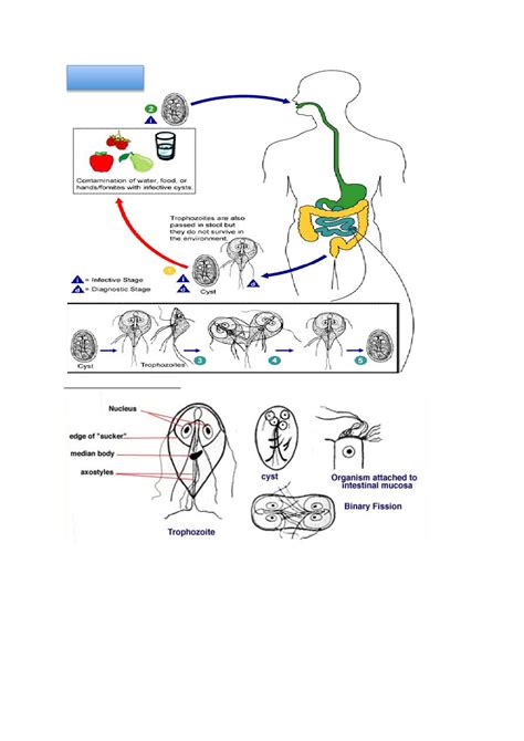 Giardia Lamblia Pdf داحمد Muhadharaty