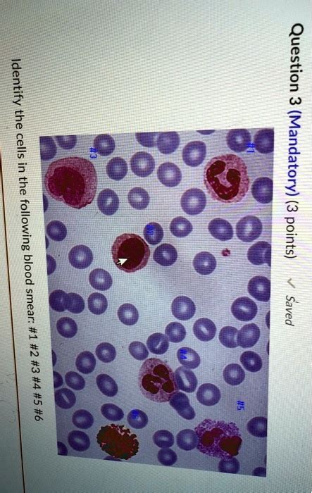 Solved Question Mandatory Points Identify The Cells The