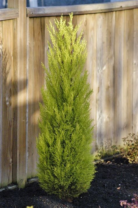 Wilma Goldcrest Monterey Cypress (Cupressus macrocarpa 'Wilma Goldcrest ...