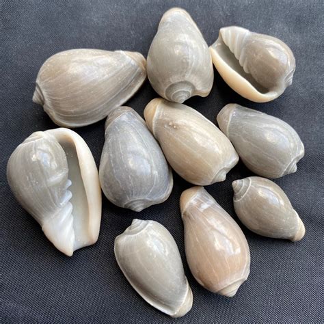 เปลือกหอยสังข์ เปลือกหอยสังข์สีฟ้า 50g Cyan Shiny Conch Shell Shopee