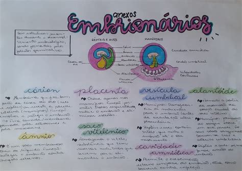 mapa mental anexos embrionários Embriologia