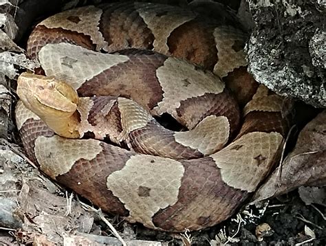 Wild Copperhead In Nj 🔥 Rsnakes