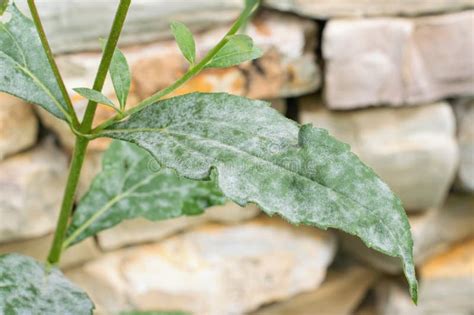 Detail Of Powdery Mildew Plant Disease Affected Plant In The Garden