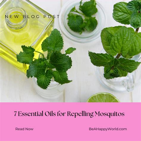 7 Essential Oils For Health Repelling Mosquitos Be A Happy World