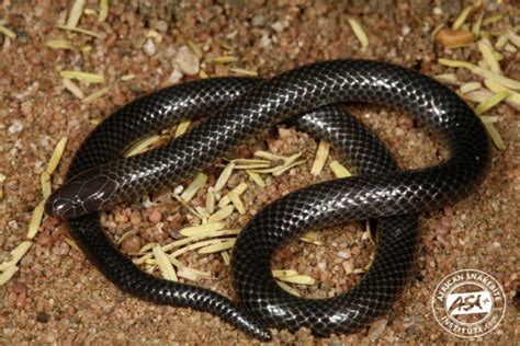 Eastern Purple Glossed Snake African Snakebite Institute