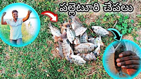 🐠🐟మా పల్లెటూరి కాలువలో చేపలు పట్టడానికి వెళ్తేఏన్ని చేపలు పడ్డాయో