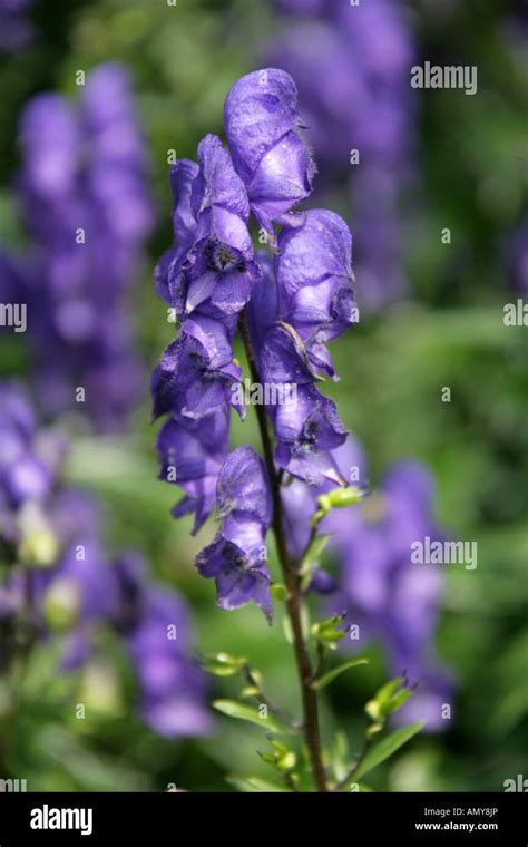 Monkshood Garden Hi Res Stock Photography And Images Alamy