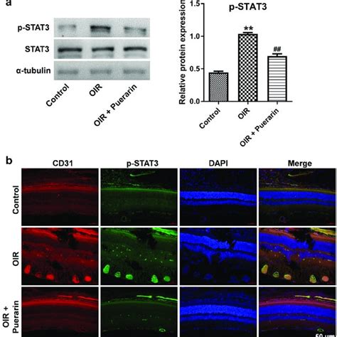 Puerarin Inhibits Stat Nuclear Translocation In A Rat Model Of Oir