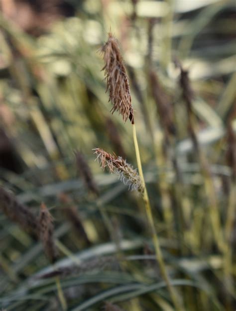 Carex Oshimensis Evergold Striped Weeping Sedge Oshima Kan Suge