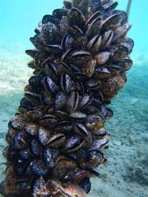 Group Of Blue Mussels In The Adriatic Sea Was Taken Underwater Stock