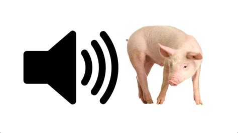 Pig Sound Effect Prosounds Youtube