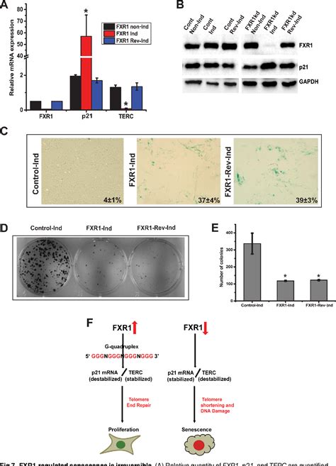 PDF RNA Binding Protein FXR1 Regulates P21 And TERC RNA To Bypass P53