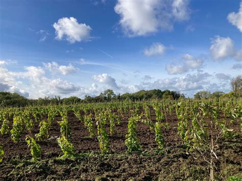 Guided tour and tasting : 10.00-12.00 | Fairy Trees