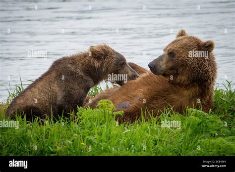 Beautiful Picture Of A Brown Bear Playing With A Cub Stock Photo Alamy