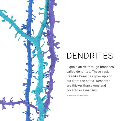 Axon vs Dendrite: Neuroscience Knockout