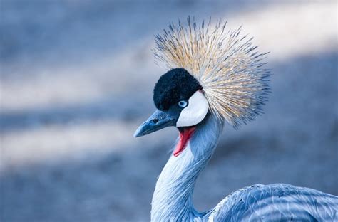 Птица — Bird