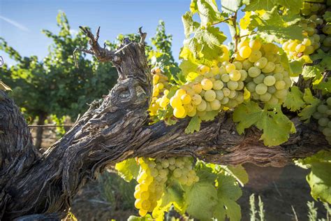 What Does 'Old Vine' Wine Mean, and Is It Really Better Than Young?