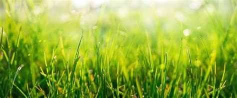 20 Facts About Grass: Explore the Green Carpet of Nature - Facts.net 