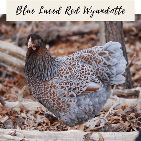 Blue Laced Red Wyandotte – Little Moments Outside