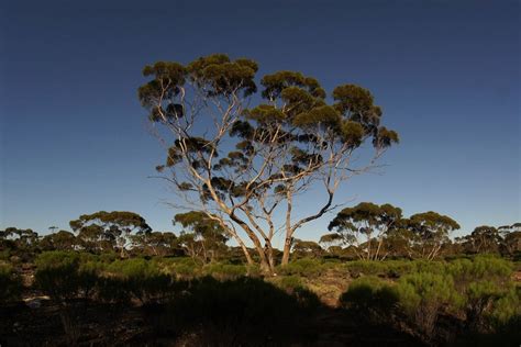 Citizen Scientist Couple Helps Murray Mallee Ecosystem Thrive In Off