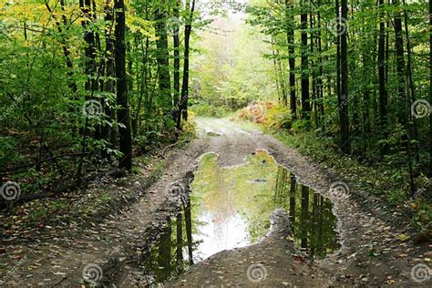 Forest Road With Puddle Stock Photo Image Of Trees Reflection 13602964