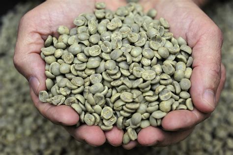 3 Benefits of Green Coffee Beans for New and Veteran Coffee Drinkers ⋆ ...