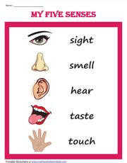 Five Senses Chart Preschool