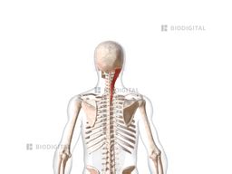 Right Splenius Capitis Biodigital Anatomy